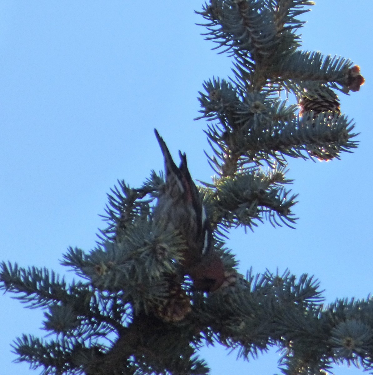 White-winged Crossbill (leucoptera) - ML81135651