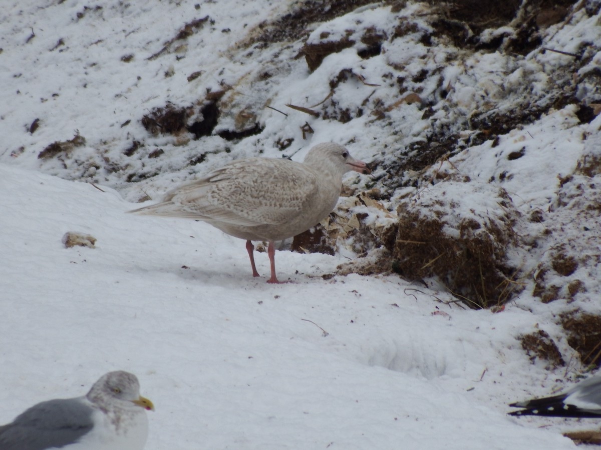 Glaucous Gull - ML81137081