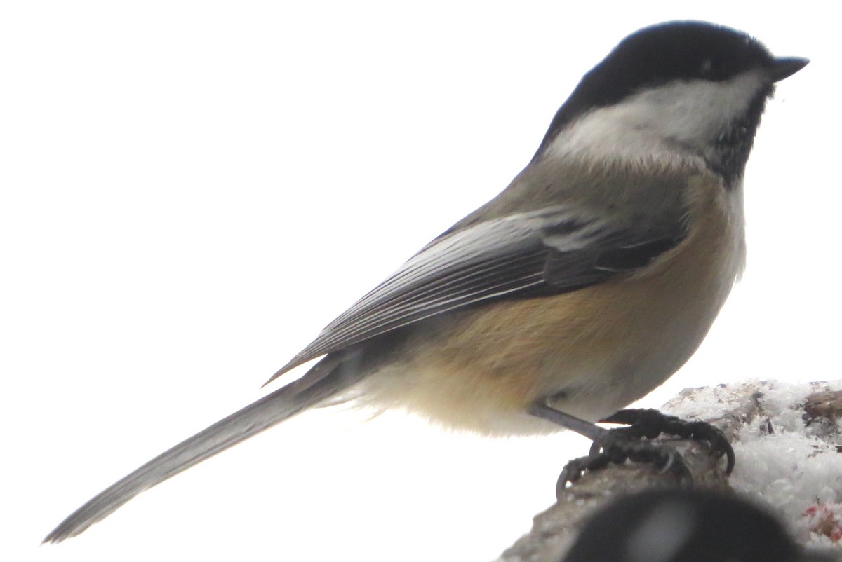 Black-capped Chickadee - Tom Schmidt