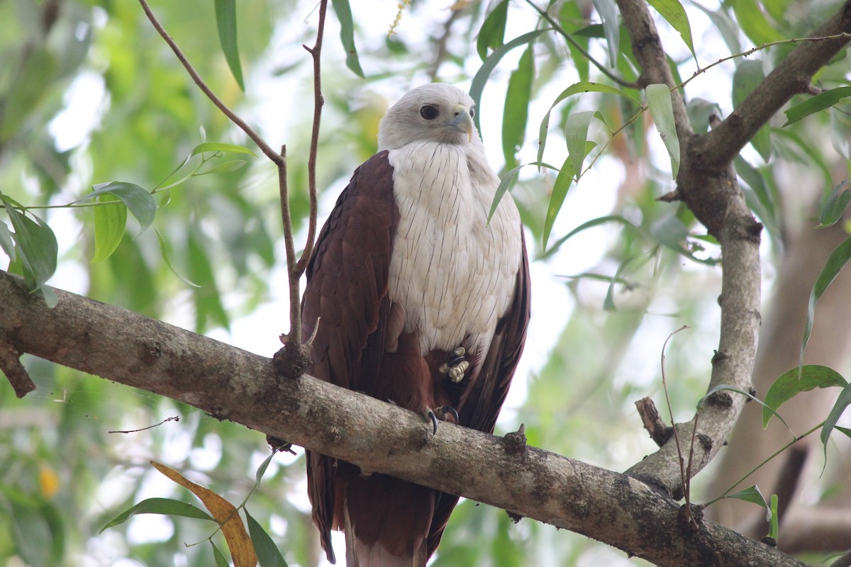 Brahminy Kite - ML81139851