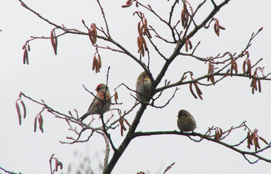 Redpoll (Common) - ML81140251