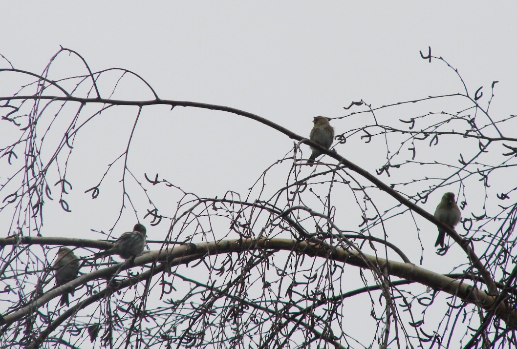 Redpoll (Common) - ML81140291