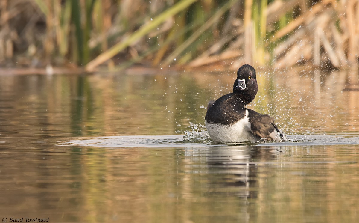 Ring-necked Duck - ML81142571