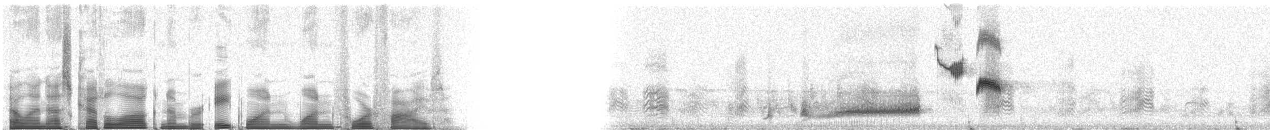 drozdec dlouhoocasý - ML81145