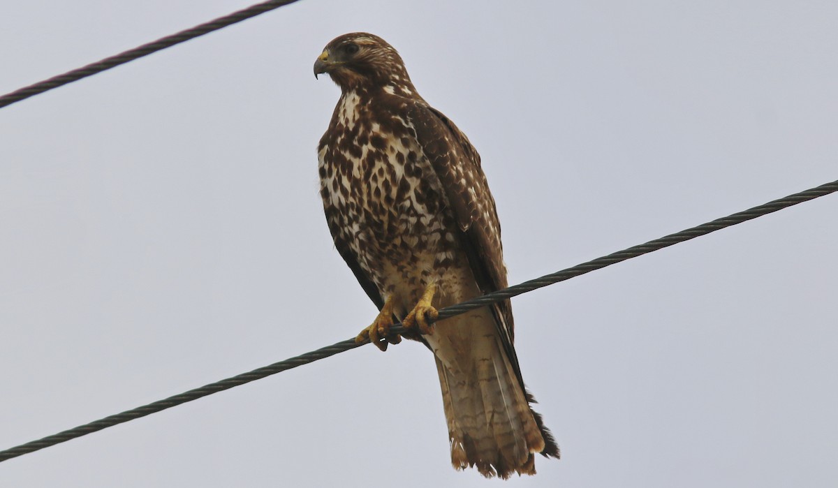 Swainson's Hawk - Alison Sheehey