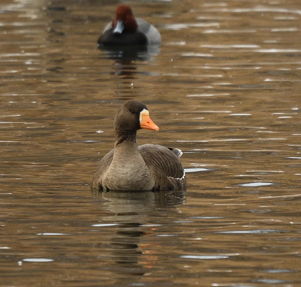 Greater White-fronted Goose - ML81145491