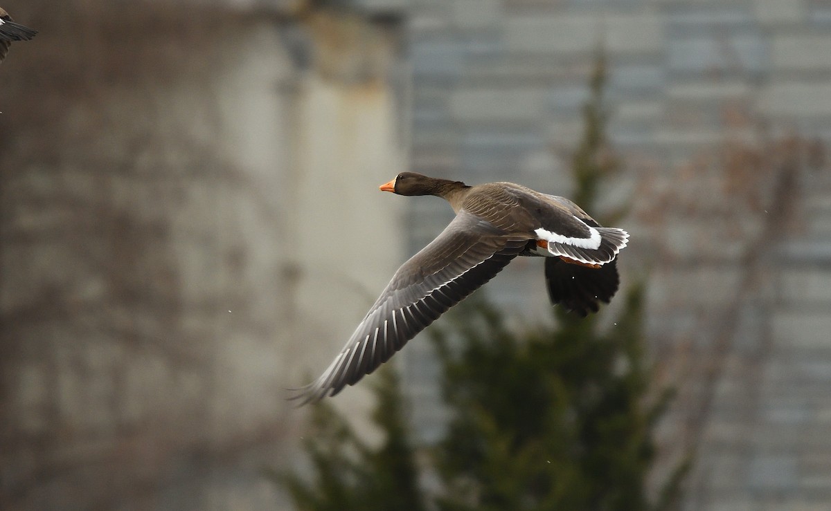 Greater White-fronted Goose - ML81145501
