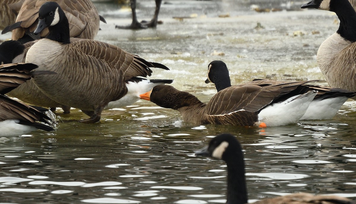 Greater White-fronted Goose - ML81145511