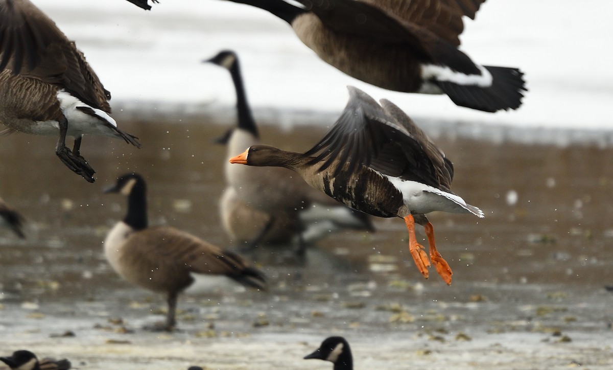 Greater White-fronted Goose - ML81145541