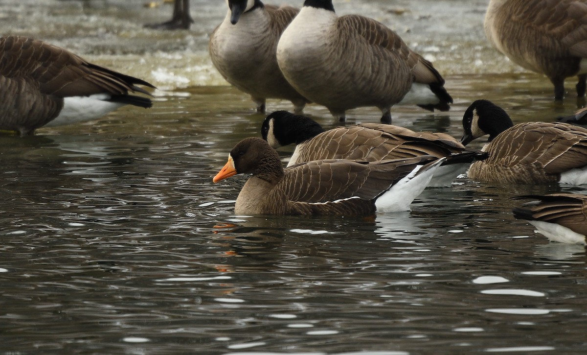 Greater White-fronted Goose - ML81145551