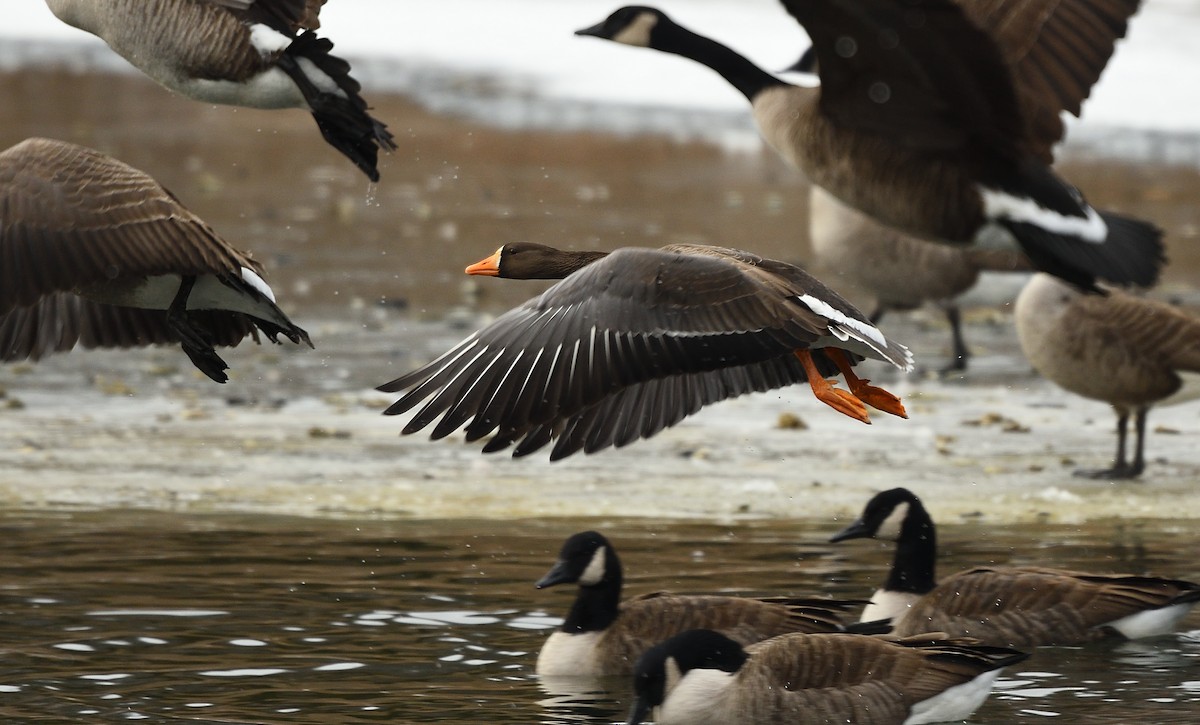 Greater White-fronted Goose - ML81145561