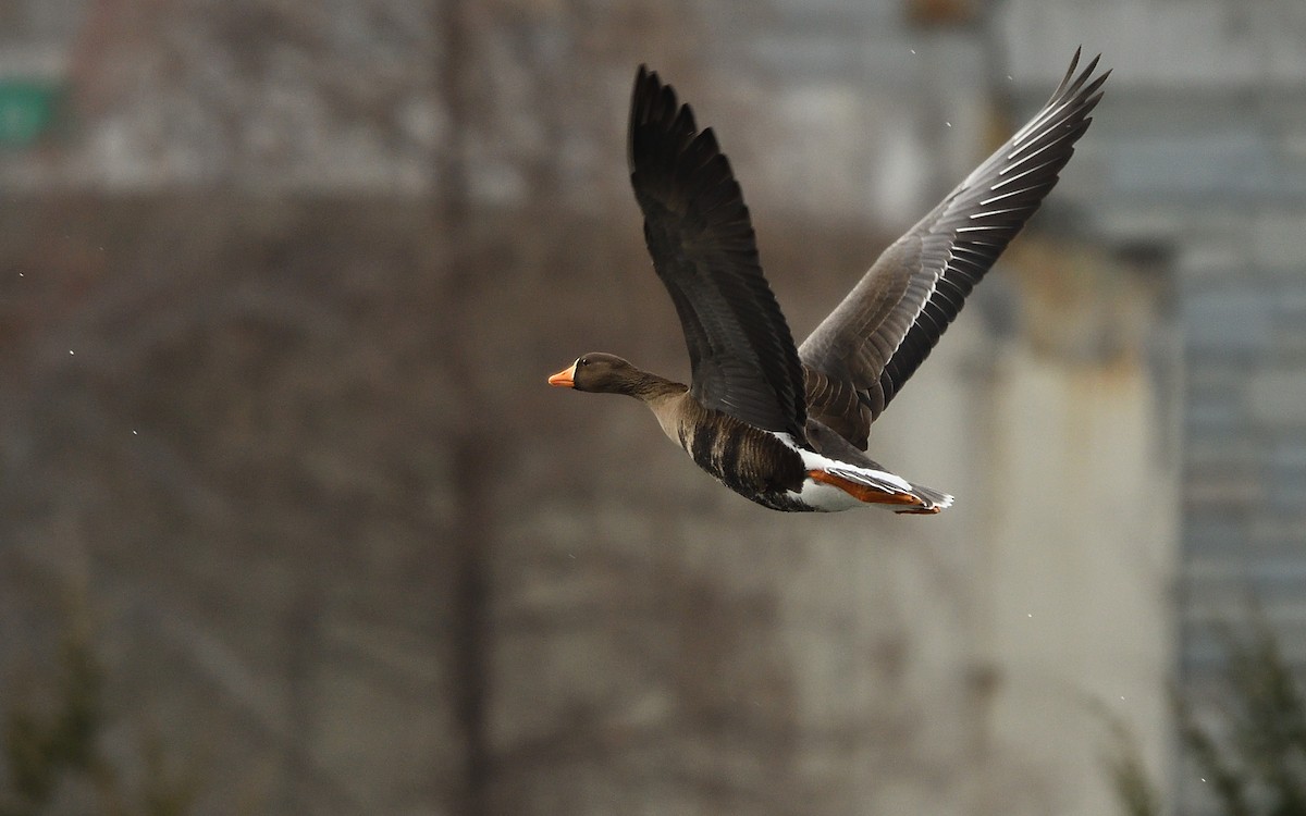 Greater White-fronted Goose - ML81145571