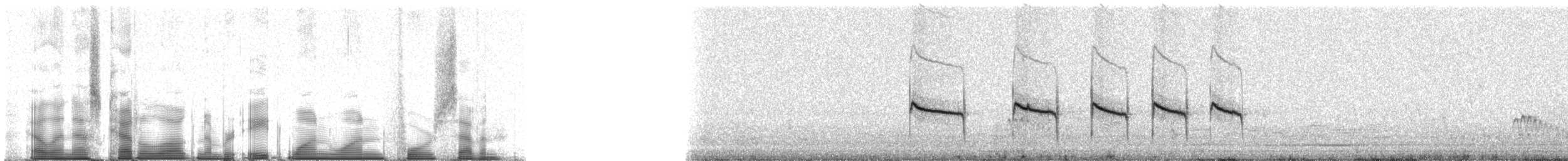 Southern Beardless-Tyrannulet (Peruvian) - ML81147