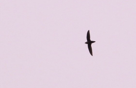 Chimney Swift - ML81147091