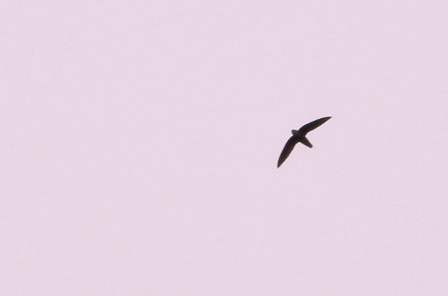 Chimney Swift - ML81147131