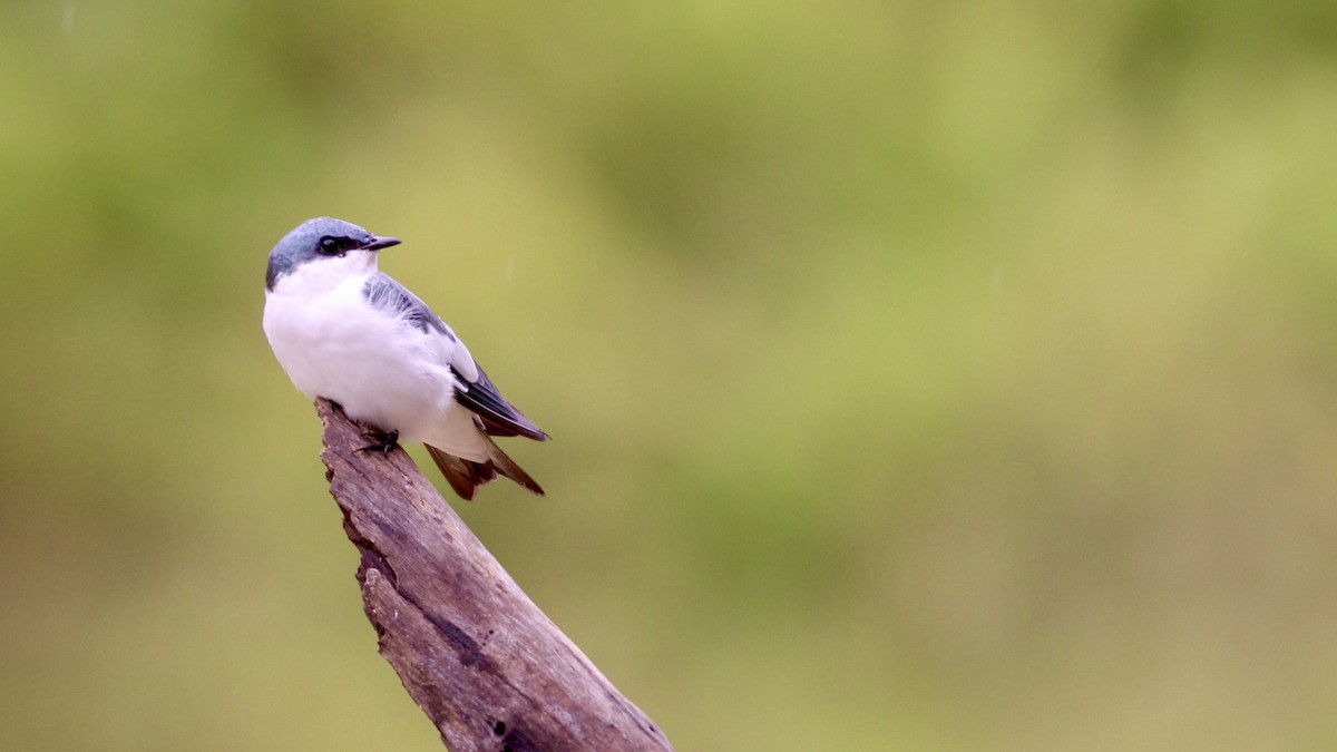 Hirondelle à ailes blanches - ML81147461