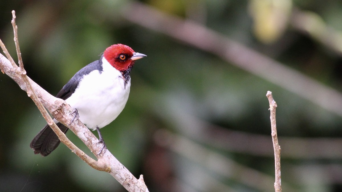 Red-capped Cardinal - Alex Wiebe