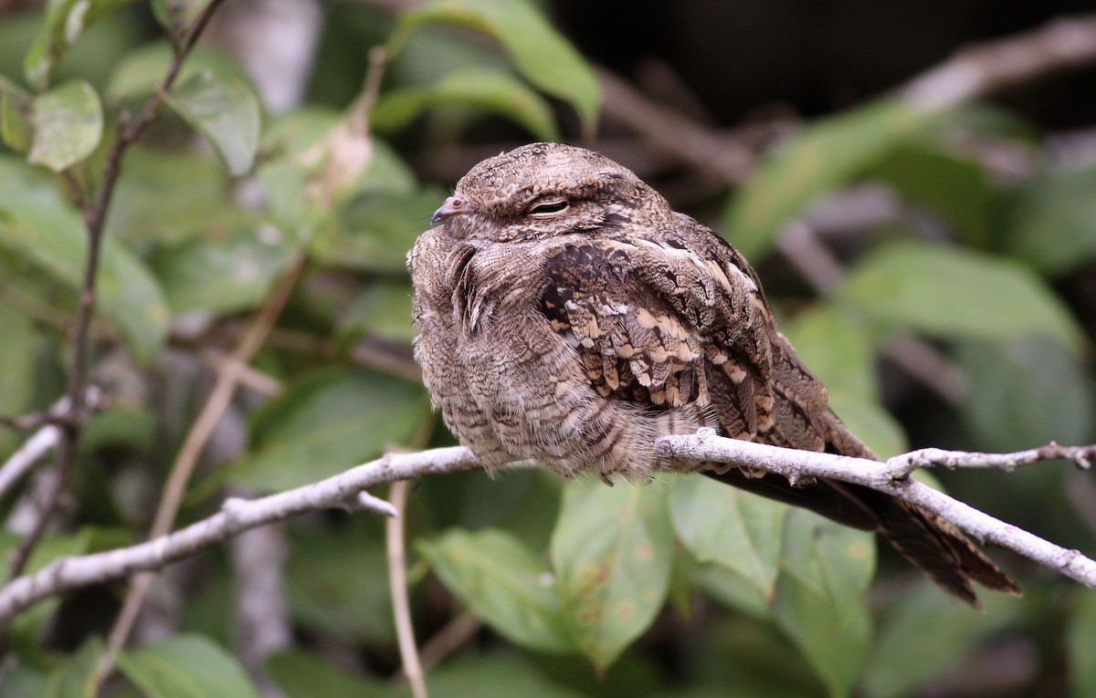 Ladder-tailed Nightjar - ML81147701