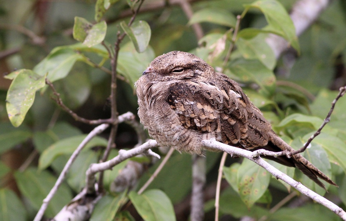 Ladder-tailed Nightjar - ML81148011