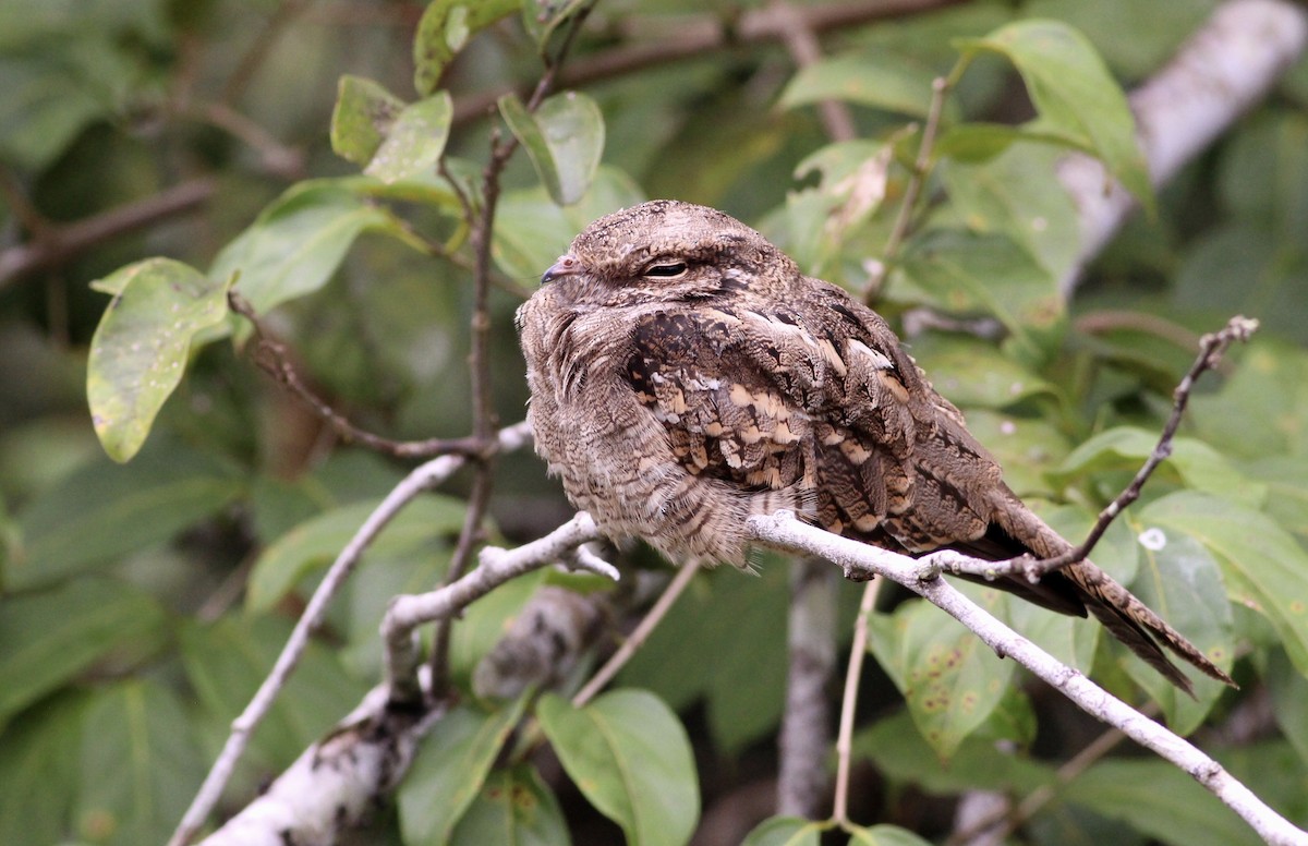 Ladder-tailed Nightjar - ML81148081