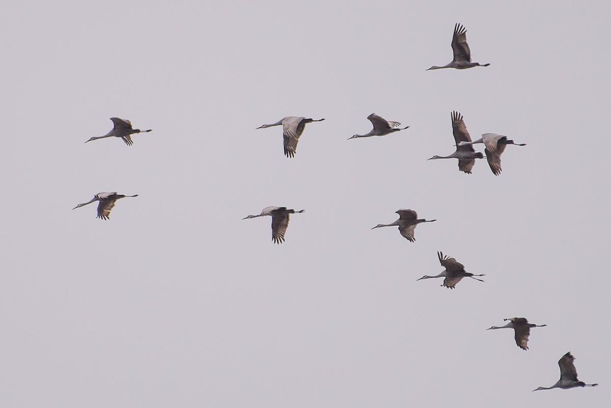 Sandhill Crane - ML81148931