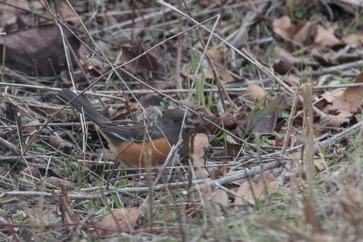 Eastern Towhee - ML81149381