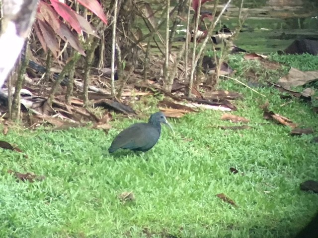 ibis zelený - ML81151001