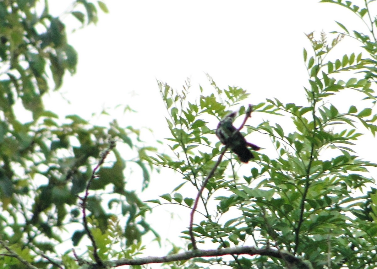 Black-throated Mango - Carlos Otávio Gussoni