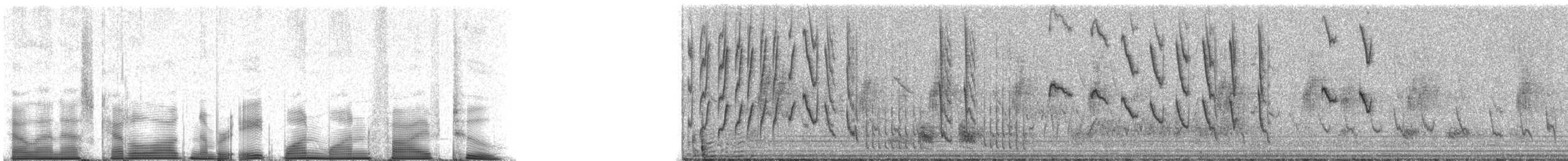 kolibřík Amazilin (ssp. leucophoea) - ML81152