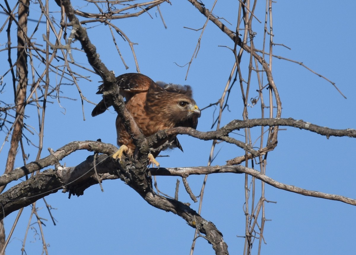 Red-shouldered Hawk - Andy Reago &  Chrissy McClarren