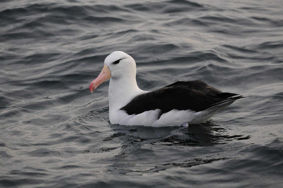 Albatros à sourcils noirs - ML81152901