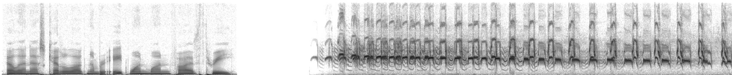 Pacific Hornero - ML81153