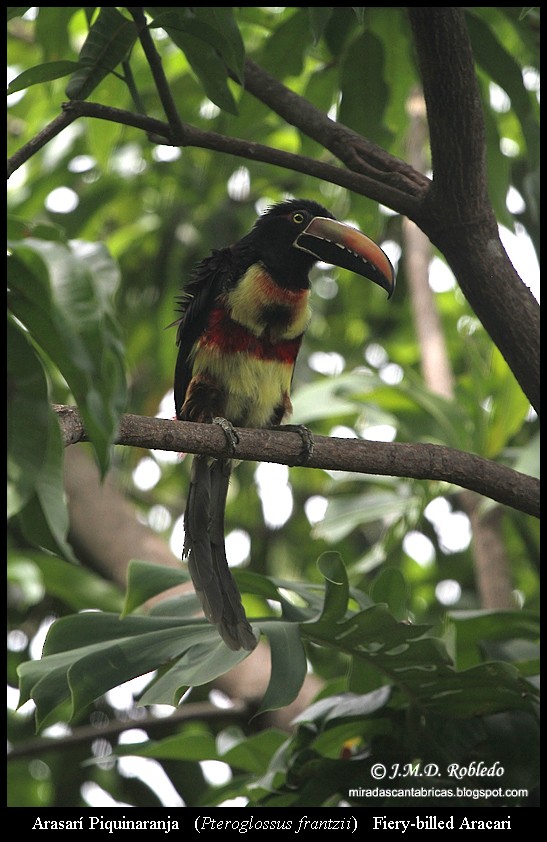 Fiery-billed Aracari - Juan María Domínguez Robledo