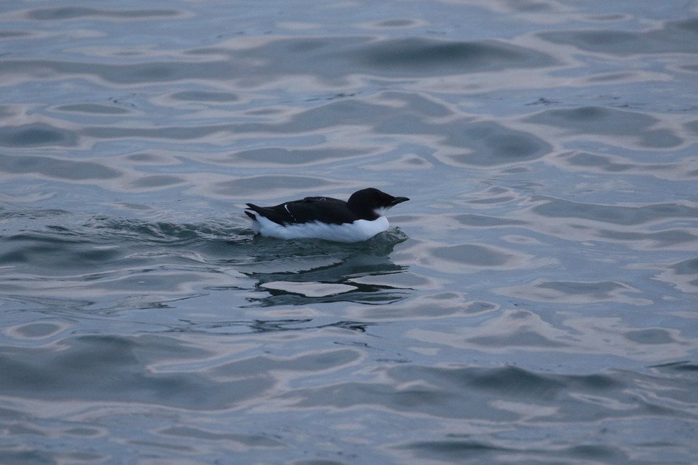 Thick-billed Murre - ML81153631