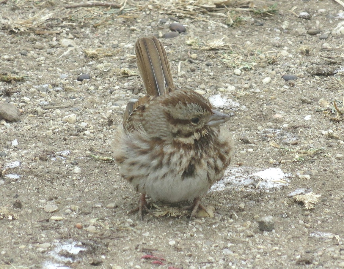 Song Sparrow - ML81156021