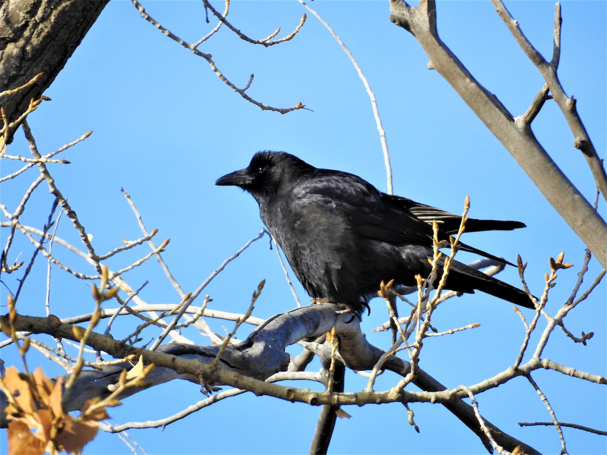 American Crow - ML81156381