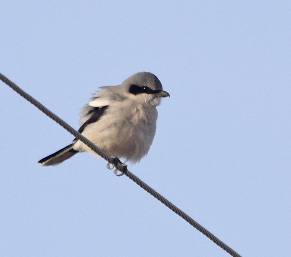 Loggerhead Shrike - ML81156491