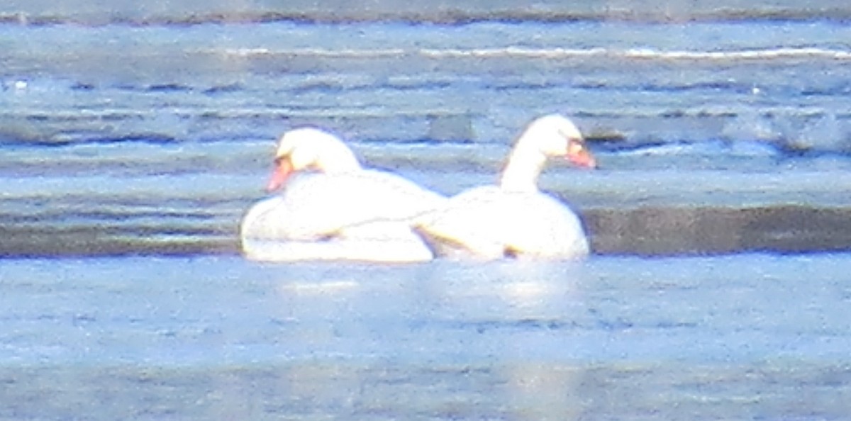 Cygne tuberculé - ML81156811