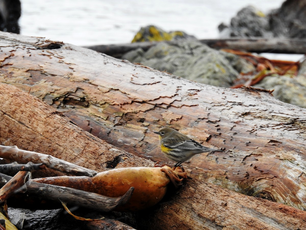 Yellow-rumped Warbler - ML81156821