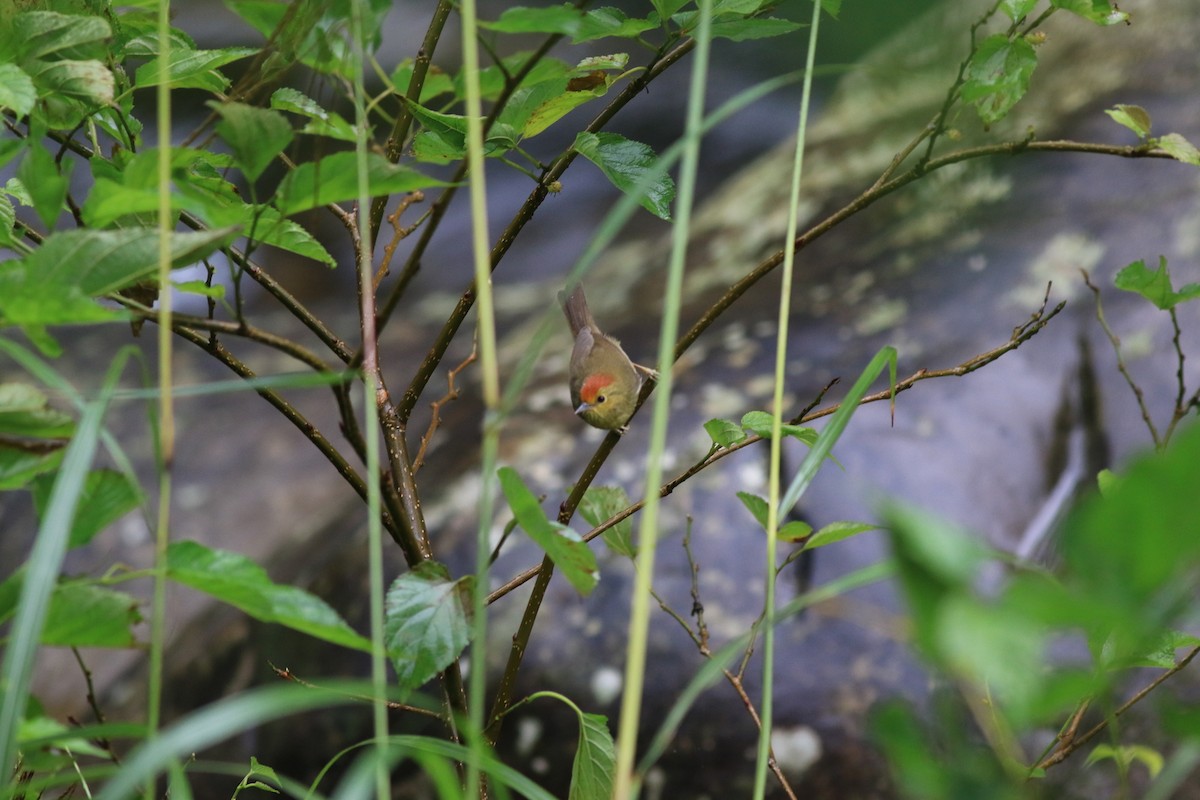 Rufous-capped Babbler - ML81157281