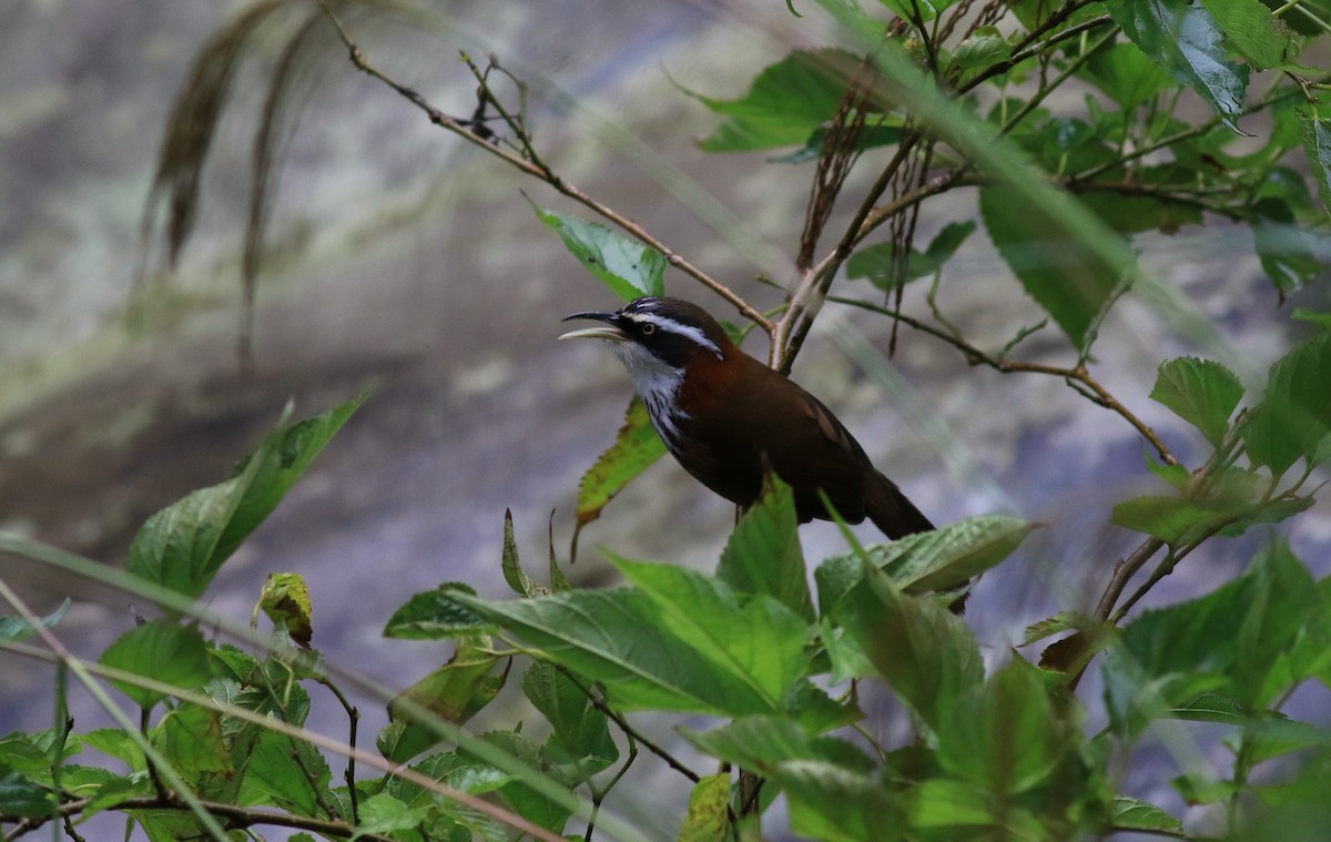 Taiwan Scimitar-Babbler - ML81157621