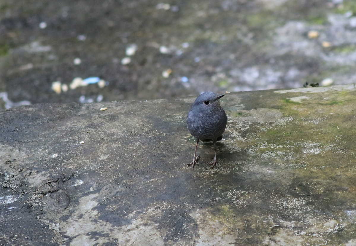 Plumbeous Redstart - ML81157641