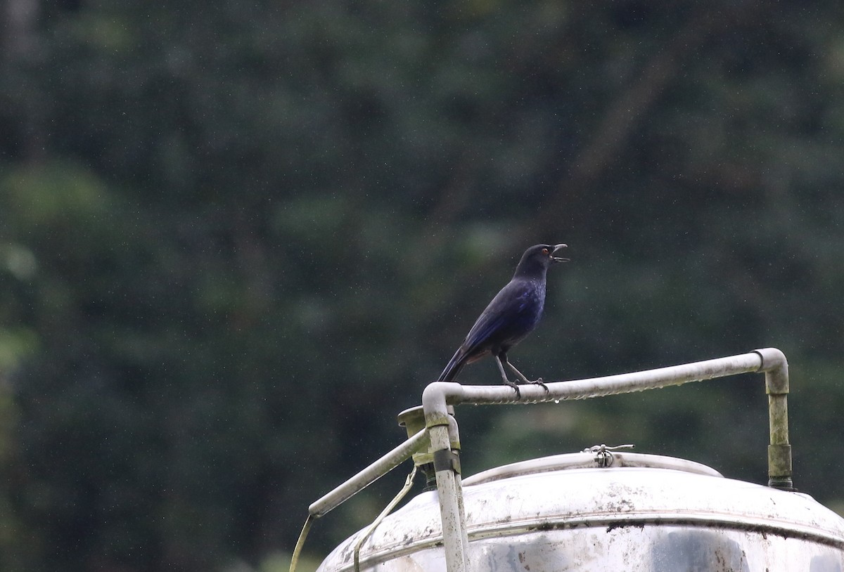 Taiwan Whistling-Thrush - ML81157691