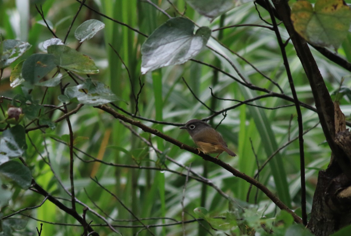 Morrison's Fulvetta - ML81157711