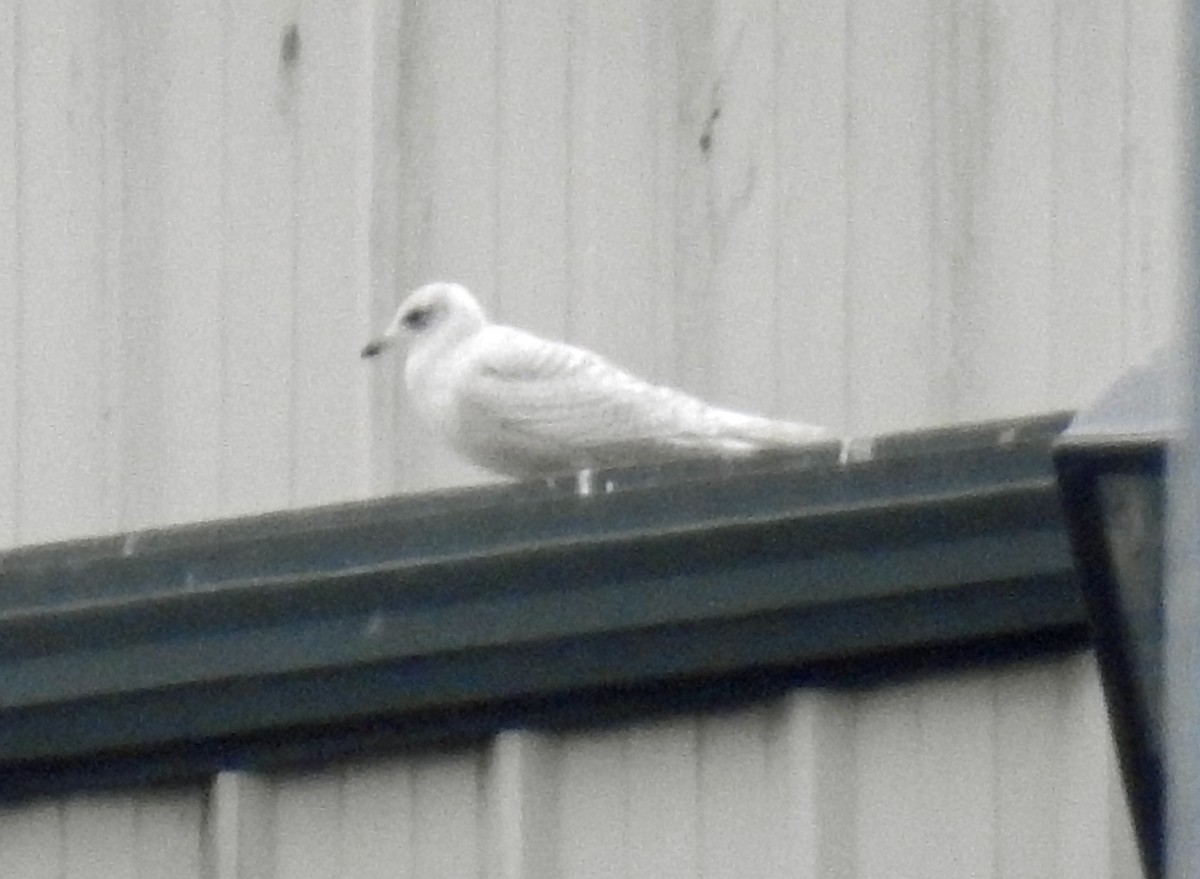 Iceland Gull - ML81158361