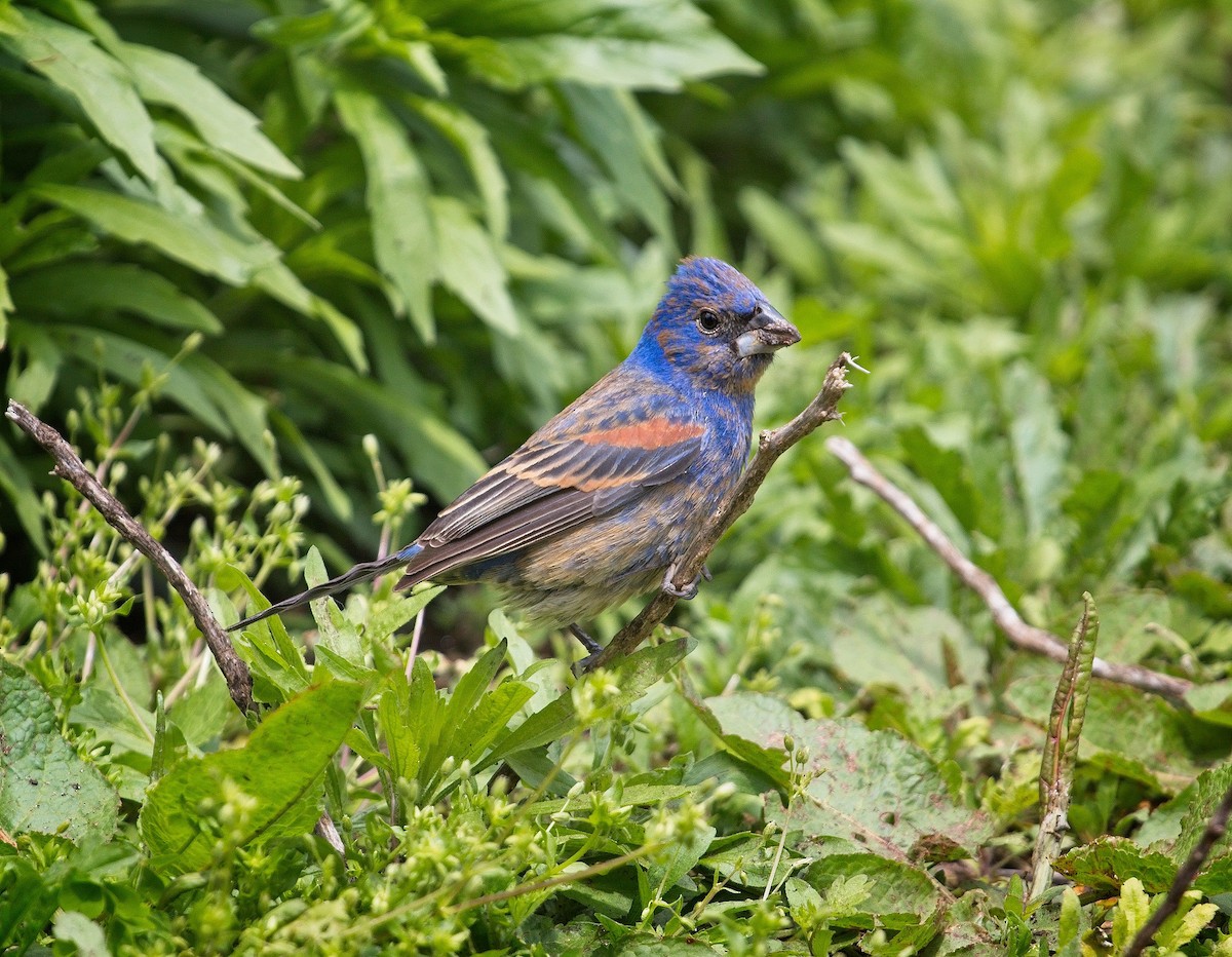 Blue Grosbeak - Laura Goggin