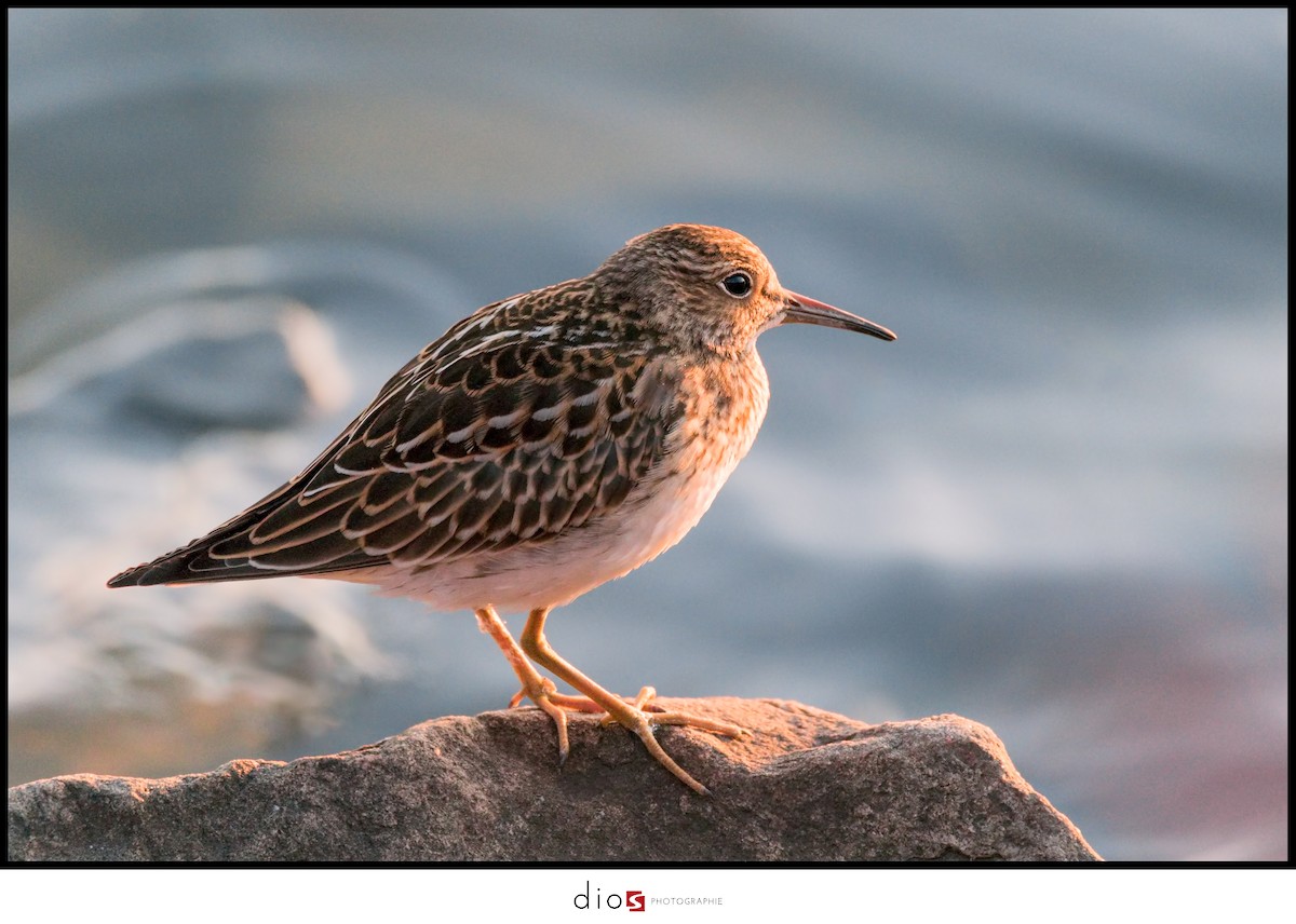 Pectoral Sandpiper - ML81159751