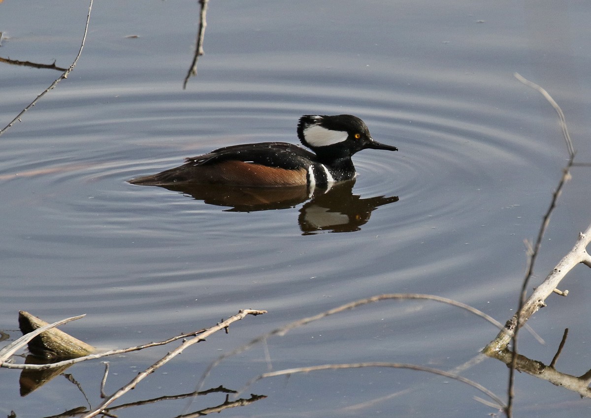 Hooded Merganser - ML81160191