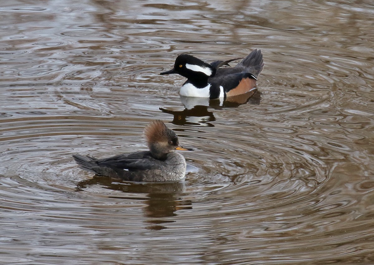 Hooded Merganser - ML81160201