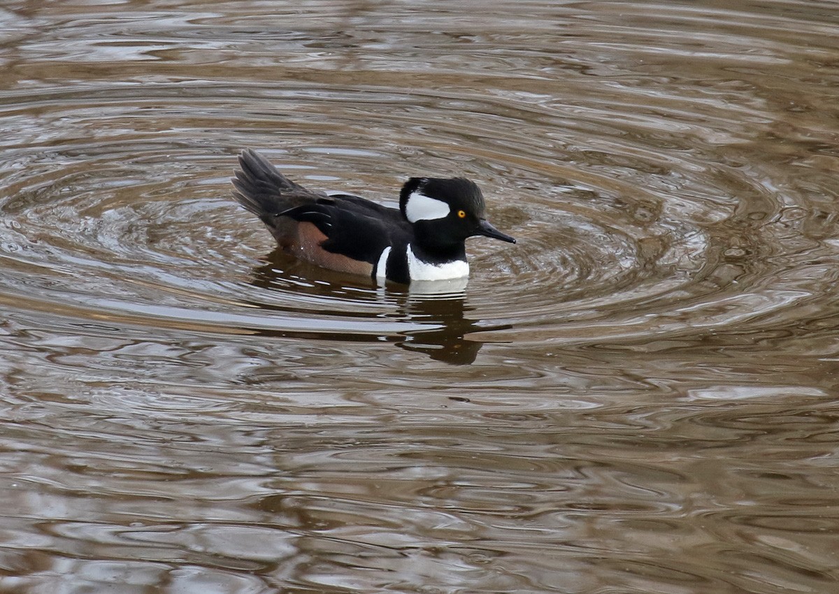 Hooded Merganser - ML81160211